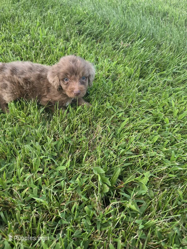 Cuddles – Aussiedoodle puppy for sale in Cynthiana, KY