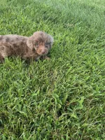 Cuddles, a male Aussiedoodle for sale in Cynthiana, KY – 1 of 3
