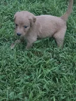 Heidi, a female Goldendoodle for sale in Cynthiana, KY – 5 of 5