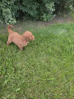 Holly, a female Goldendoodle for sale in Cynthiana, KY – 2 of 4