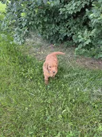 Speck, a male Goldendoodle for sale in Cynthiana, KY – 5 of 5