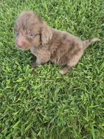 Cuddles, a male Aussiedoodle for sale in Cynthiana, KY – 3 of 3