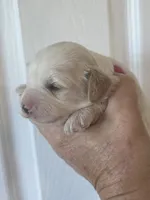 Lily, a female Cavapoo for sale in Cynthiana, KY – 1 of 5