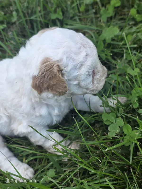 Chloe – Cavapoo puppy for sale in Cynthiana, KY
