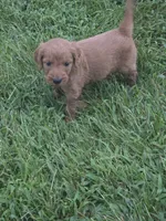Molly, a female Goldendoodle for sale in Cynthiana, KY – 3 of 7