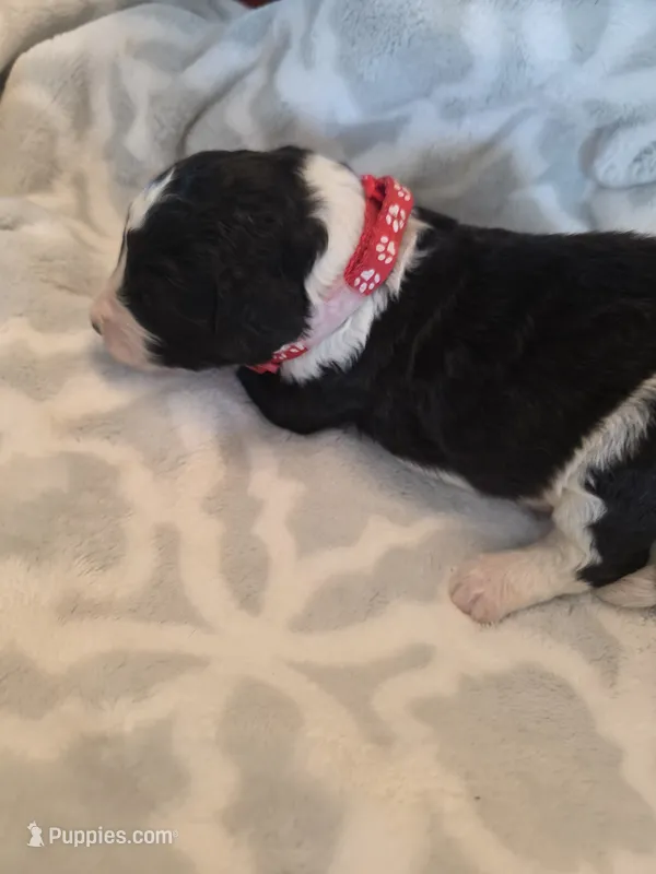 Sam – Aussiedoodle puppy for sale in Cynthiana, KY