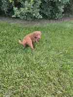 Luna, a female Goldendoodle for sale in Cynthiana, KY – 2 of 3