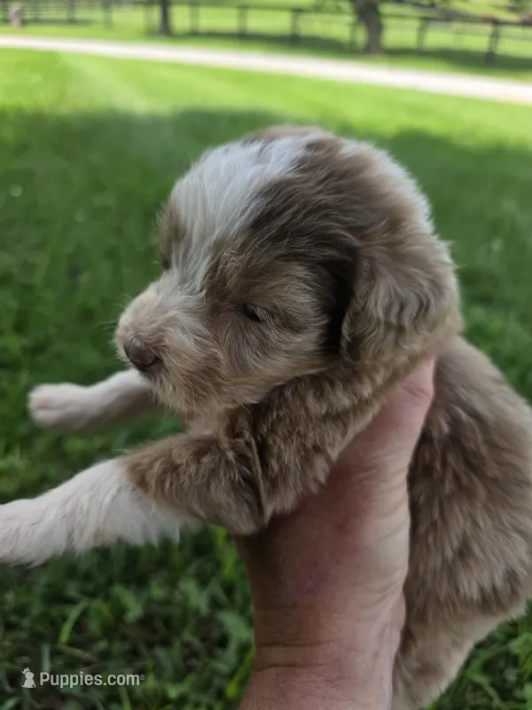 Holly – Aussiedoodle puppy for sale in Cynthiana, KY