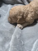 Teddy, a male Cavapoo for sale in Cynthiana, KY – 3 of 5