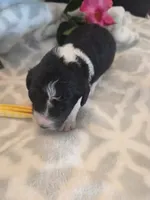 Mili, a female Aussiedoodle for sale in Cynthiana, KY – 2 of 5