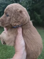 Molly, a female Goldendoodle for sale in Cynthiana, KY – 6 of 7