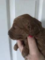 Max, a male Goldendoodle for sale in Cynthiana, KY – 2 of 3