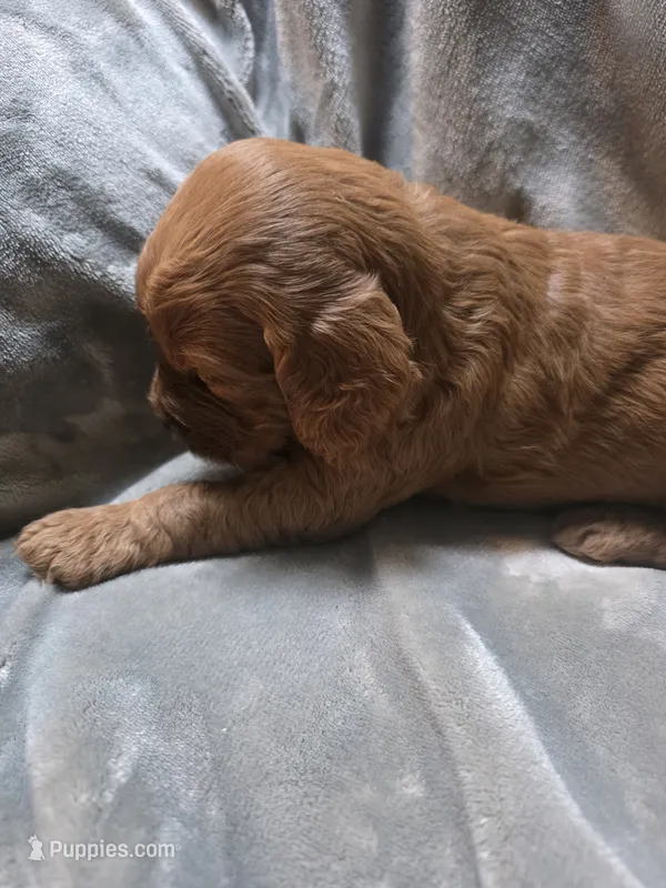 Sam – Goldendoodle puppy for sale in Cynthiana, KY
