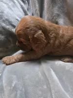 Sam, a male Goldendoodle for sale in Cynthiana, KY – 1 of 4