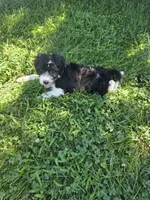 Mili, a female Aussiedoodle for sale in Cynthiana, KY – 3 of 3