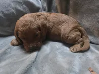 Rocky, a male Goldendoodle for sale in Cynthiana, KY – 3 of 3