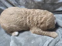 Copper, a male Cavapoo for sale in Cynthiana, KY – 5 of 5