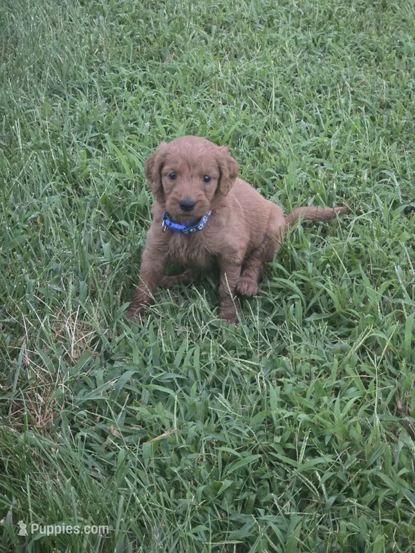 Molly – Goldendoodle puppy for sale in Cynthiana, KY