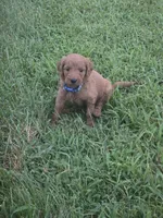 Molly, a female Goldendoodle for sale in Cynthiana, KY – 1 of 7