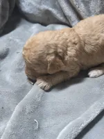 Teddy, a male Cavapoo for sale in Cynthiana, KY – 1 of 5