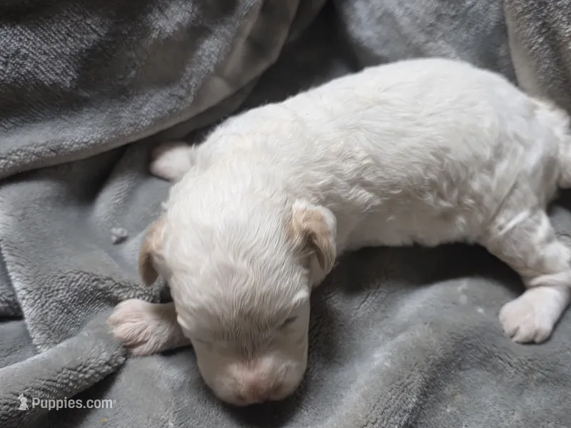 Chloe – Cavapoo puppy for sale in Cynthiana, KY