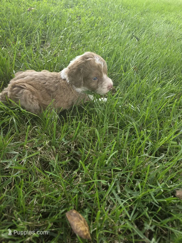 Rocky – Aussiedoodle puppy for sale in Cynthiana, KY