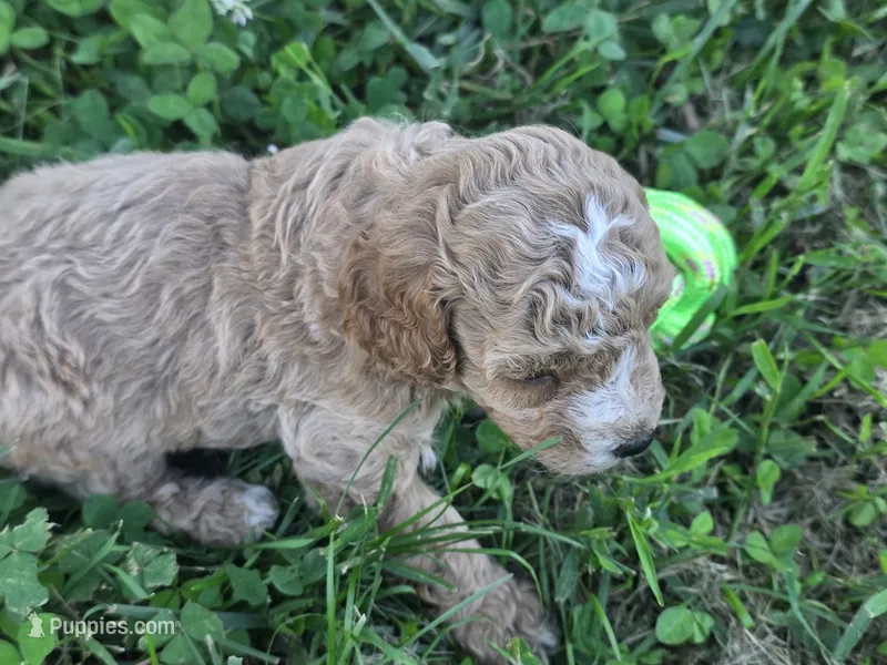 Copper – Cavapoo puppy for sale in Cynthiana, KY