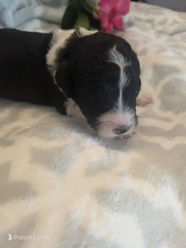 Mili – Aussiedoodle puppy for sale in Cynthiana, KY