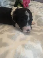 Mili, a female Aussiedoodle for sale in Cynthiana, KY – 1 of 5