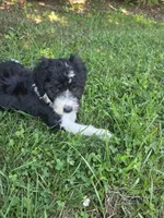 Mili, a female Aussiedoodle for sale in Cynthiana, KY – 2 of 3