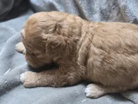 Vivi, a female Cavapoo for sale in Cynthiana, KY – 2 of 4