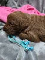 Millie, a female Goldendoodle for sale in Cynthiana, KY – 2 of 3