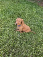Speck, a male Goldendoodle for sale in Cynthiana, KY – 2 of 5