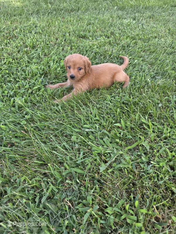 Princess – Goldendoodle puppy for sale in Cynthiana, KY