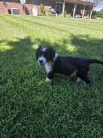 Sam, a male Aussiedoodle for sale in Cynthiana, KY – 2 of 3