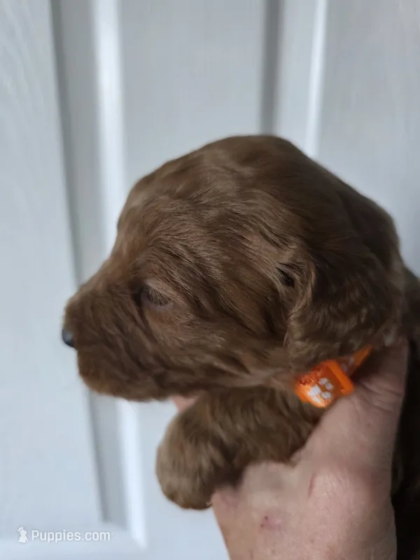 Penny, a female Goldendoodle for sale in Cynthiana, KY – 1 of 4