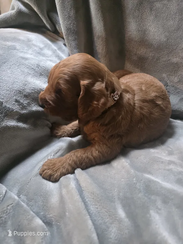 Tucker – Goldendoodle puppy for sale in Cynthiana, KY
