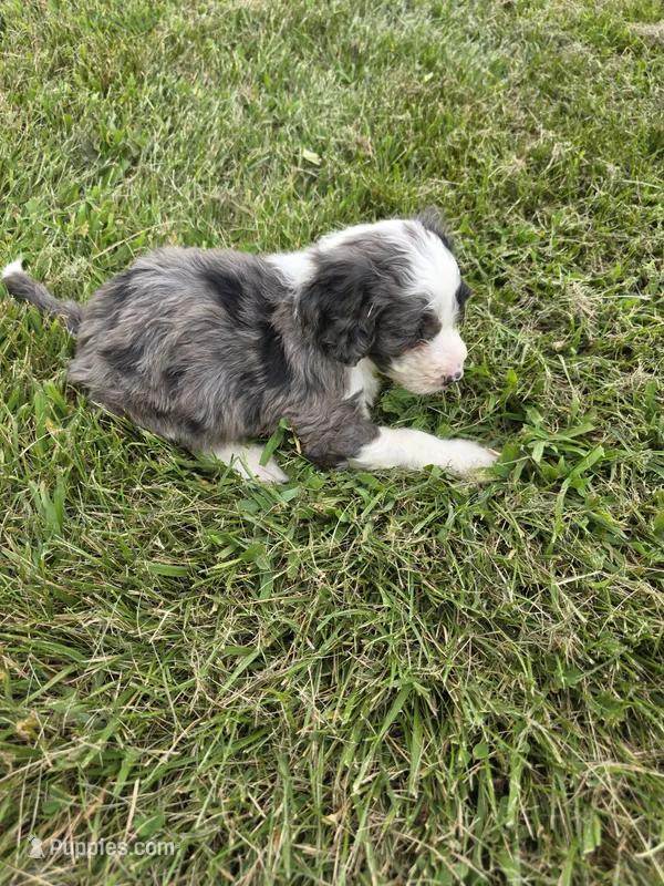 Jake – Aussiedoodle puppy for sale in Cynthiana, KY