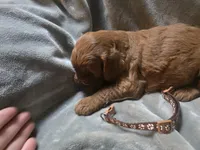 Tucker, a male Goldendoodle for sale in Cynthiana, KY – 2 of 4