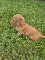 Speck, a male Goldendoodle for sale in Cynthiana, KY – 3 of 5