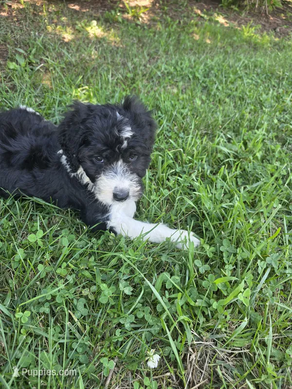 Mili – Aussiedoodle puppy for sale in Cynthiana, KY