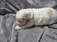 Lily, a female Cavapoo for sale in Cynthiana, KY – 4 of 5