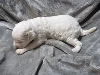 Chloe, a female Cavapoo for sale in Cynthiana, KY – 3 of 4