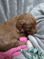 Penny, a female Goldendoodle for sale in Cynthiana, KY – 4 of 4