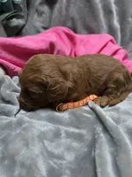 Penny, a female Goldendoodle for sale in Cynthiana, KY – 2 of 4