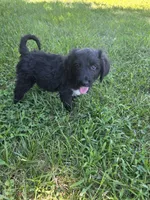Bear, a male Aussiedoodle for sale in Cynthiana, KY – 2 of 4