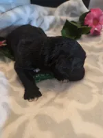 Maggie, a female Aussiedoodle for sale in Cynthiana, KY – 4 of 4