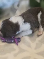 Cuddles, a female Aussiedoodle for sale in Cynthiana, KY – 4 of 4