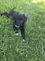 Bear, a male Aussiedoodle for sale in Cynthiana, KY – 4 of 4