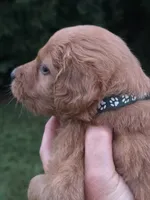 Heidi, a female Goldendoodle for sale in Cynthiana, KY – 1 of 5